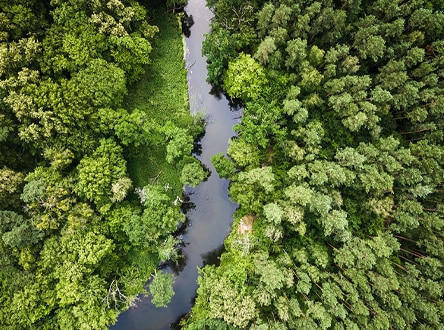 Descubre el Programa de Donativos Ambientales de Ford™ que Contribuye a lograr un Mejor Mundo